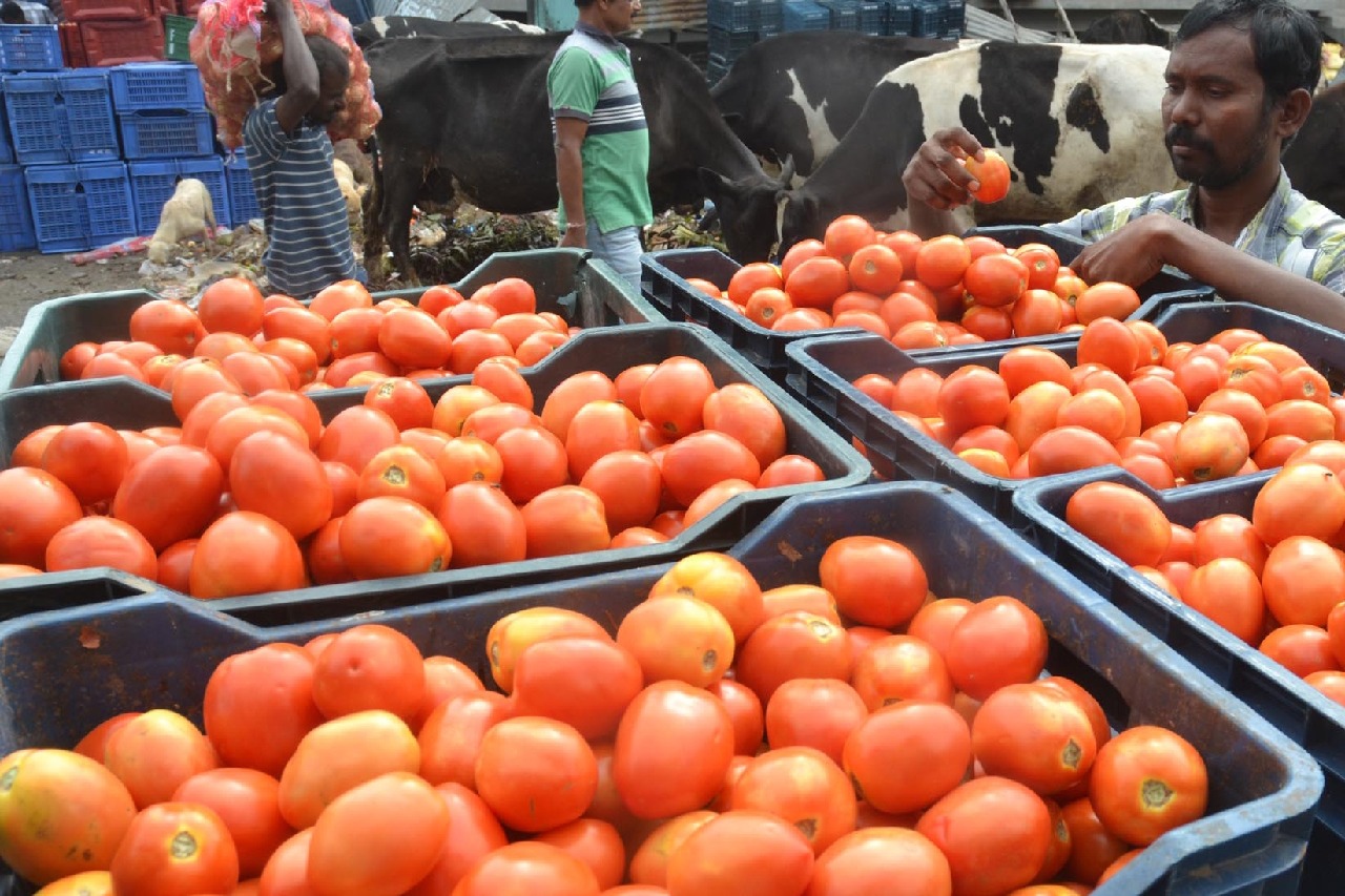 Tomato price touches Rs 200/kg in TN as rain hits crop in K'taka, Andhra