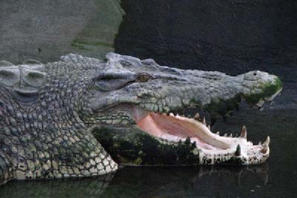 Telangana man arrested for killing crocodile, selling its meat