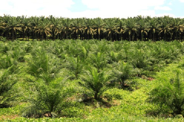 Telangana allots 82,000 acres to Lohiya Group for oil palm cultivation