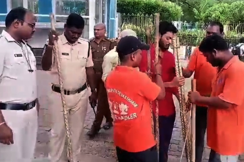 TTD defends decision to provide sticks to devotees following leopard attacks