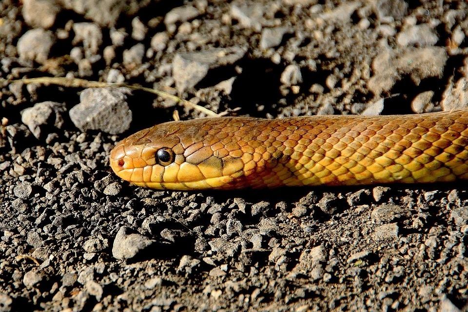 UP man bitten by snake in Gujarat, travels 1300 kms to get treated