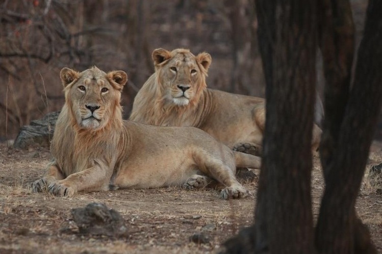 Two tourists, four others fined Rs 1.75 lakh for illegal entry into Gir Forest