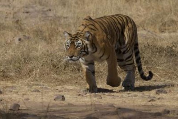 Tigress bites off her own tail in Lucknow Zoo