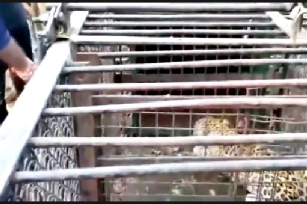 Fifth leopard captured on Tirumala temple walkway