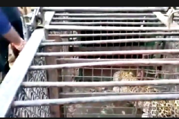 Two of leopards trapped near Tirumala temple released