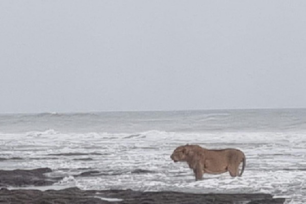 Asiatic lion's seaside stroll in Junagadh captured in lens; pic goes viral