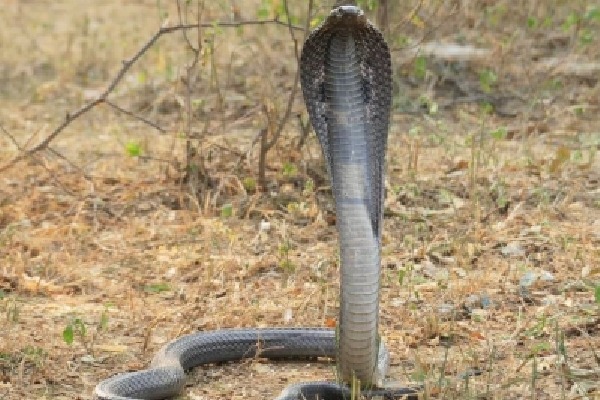 Cobra injured in UP, taken to Delhi in ambulance for treatment