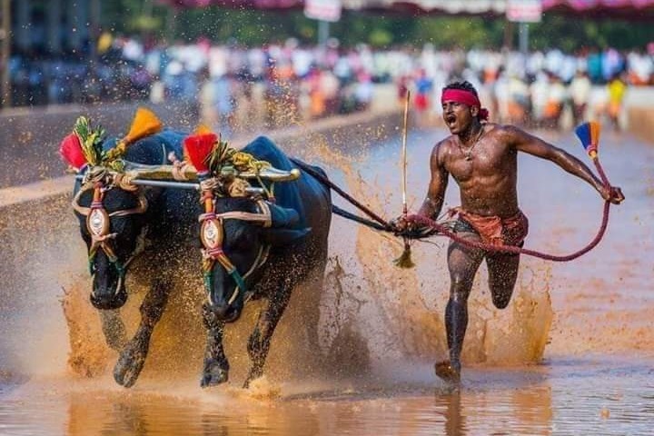 B'luru set to host buffalo racing sport ‘Kambala’; K’taka govt to provide Rs 1cr grant