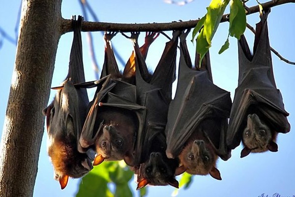 Why bats do not get infected by Covid, Ebola virus?