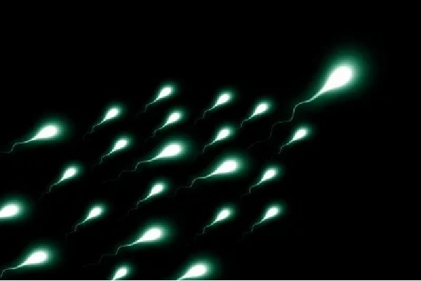 Study reveals why some men don't produce enough sperm