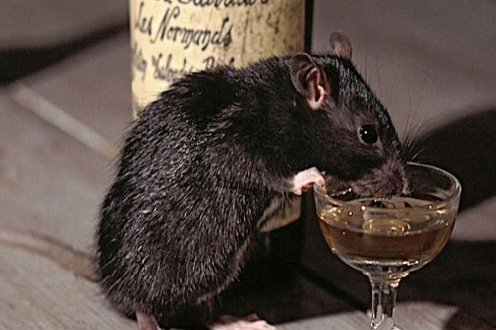 Rat 'arrested' in MP for 'guzzling down' booze at police station