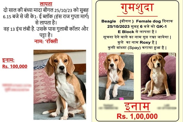 Delhi Police trace stolen dog that had Rs 1L reward for 'safe recovery'