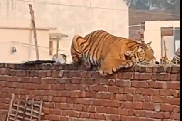 Tiger rests on wall as UP village waits for it to be captured