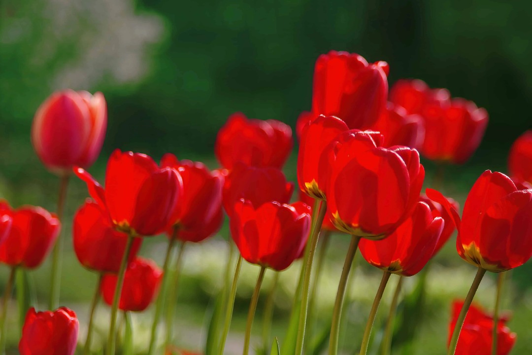 Lucknow sees tulips blooming in winter; a first for the world, say experts