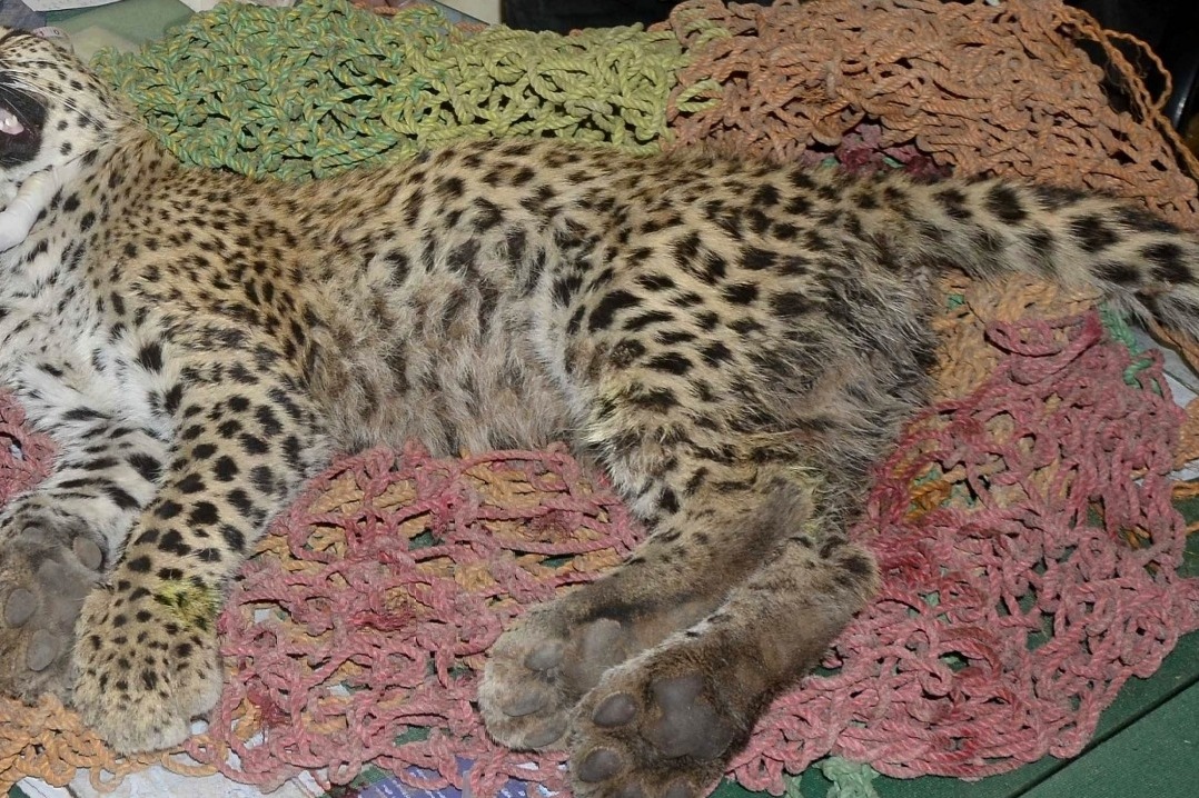 Namibian cheetah Shaurya dies, 10th casualty since project introduced at Kuno