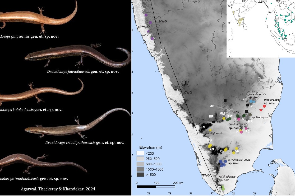 Scientists discover 5 new species of reptiles that give birth to their young