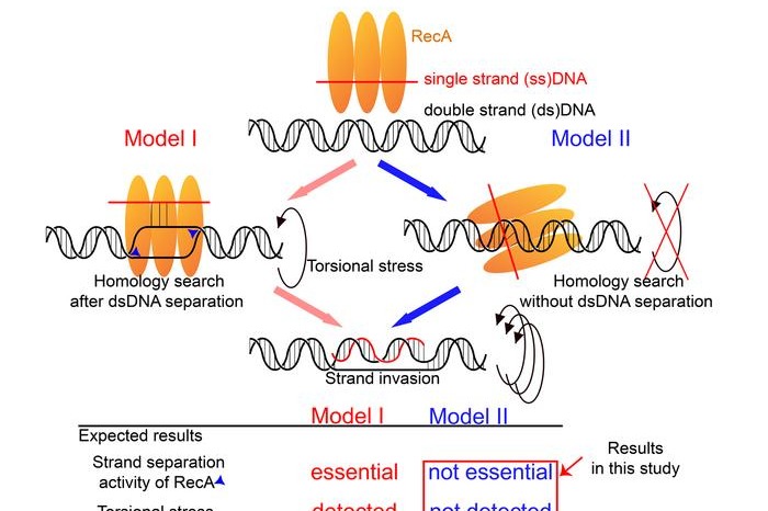 Fresh insights into DNA repair promise new directions in cancer research