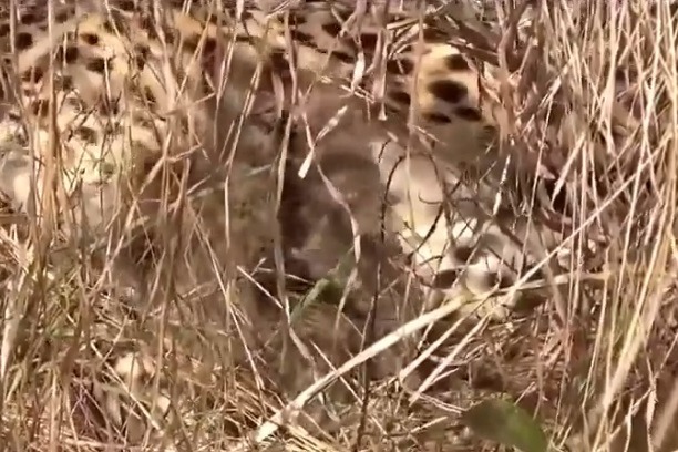 Namibian cheetah becomes hope for success of 'Project Cheetah', delivers 3 three cubs again