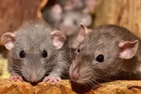 Rats bite patient at government hospital in Telangana