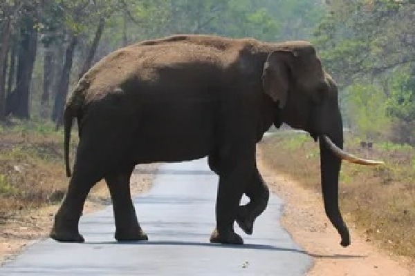 'Arikomban' healthy: TN Forest Dept refutes reports about wild tusker's death