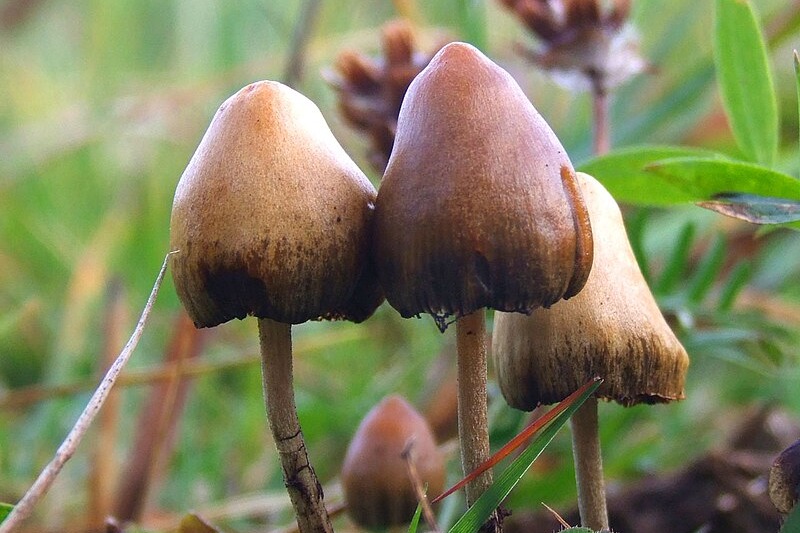 Russian national held in Goa for growing 'magic mushroom'