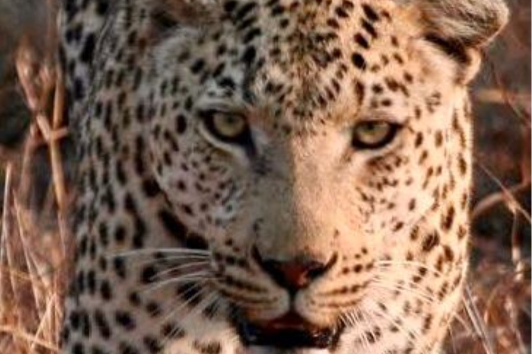 Leopard enters house in Delhi village, five injured