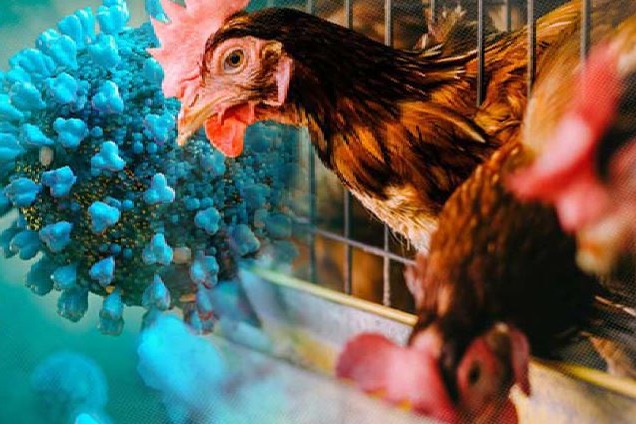 Is the bird flu virus inching closer to humans?