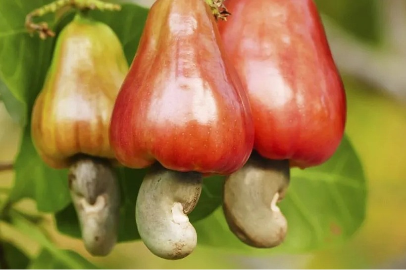 Goa keen to have GI tag for cashew fruit, nut, ‘Urrak’