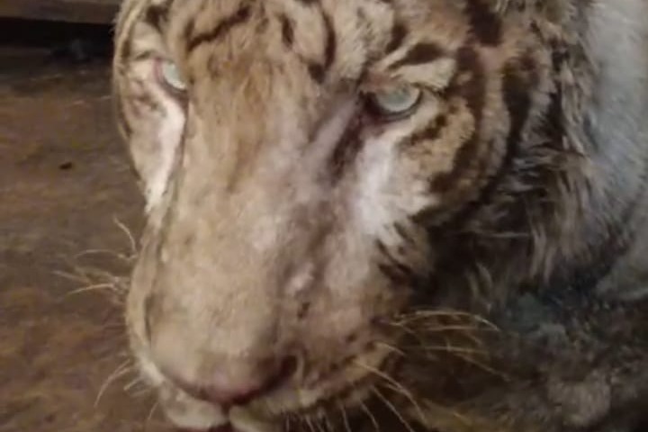 Hyderabad Zoo loses white Bengal tiger 'Abhimanyu'