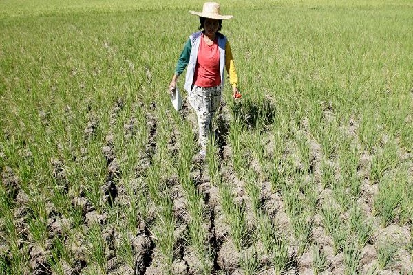 El Nino damage to Philippines agriculture hits $163 mn