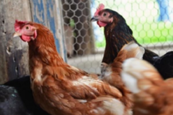 UK declares itself free from bird flu