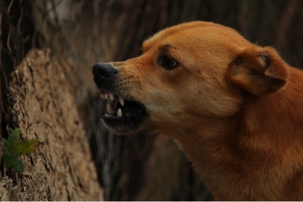 Vizag man, son die after pet dog bites them