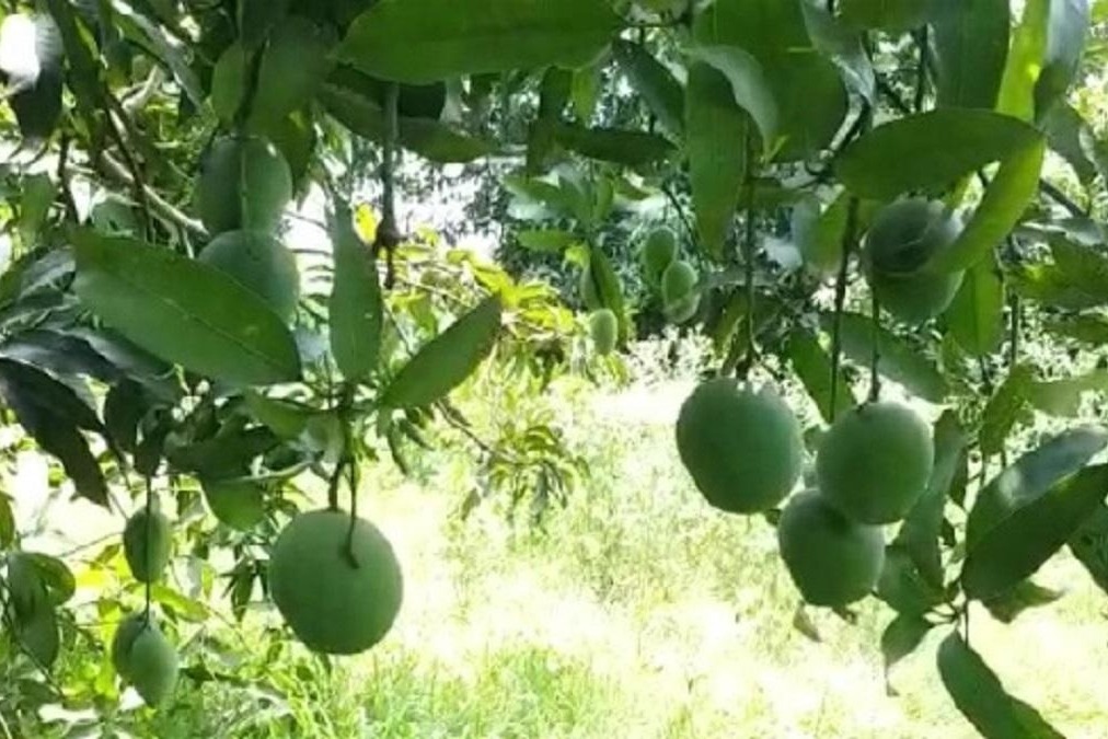 Lucknow to have Mango Park and museum