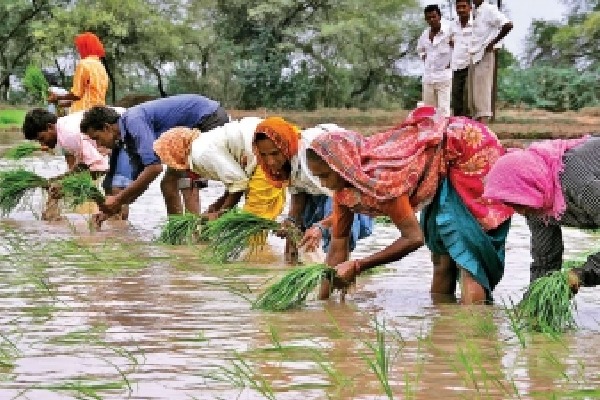 July begins with healthy rainfall, sowing status better than last year: Report