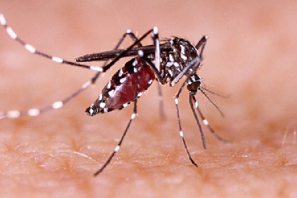 Dengue can seriously affect your brain, nervous system: Doctors