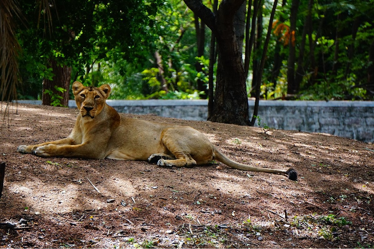 Lioness escapes from enclosure at Hyderabad Zoo, attacks animal keeper