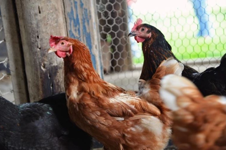 Avian flu virus may be more infectious to humans from cattle than from birds: research