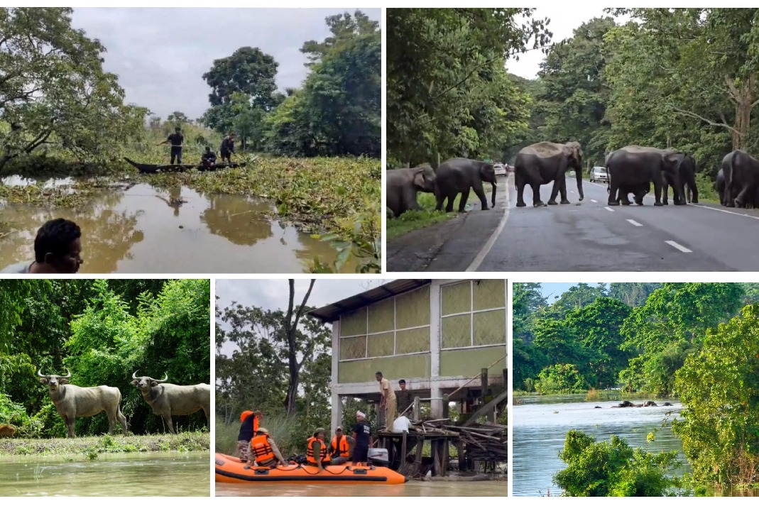 Wild animals at Kaziranga National Park bear the brunt of floods