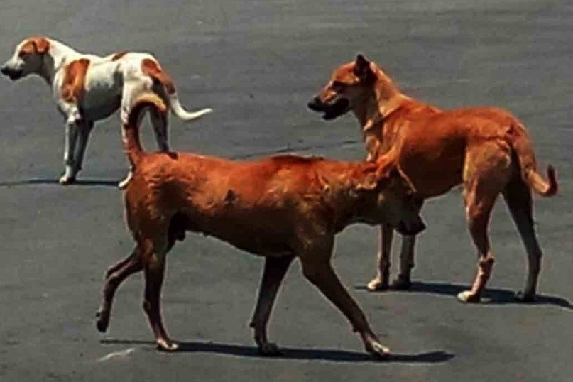 Toddler mauled to death by stray dogs in Hyderabad