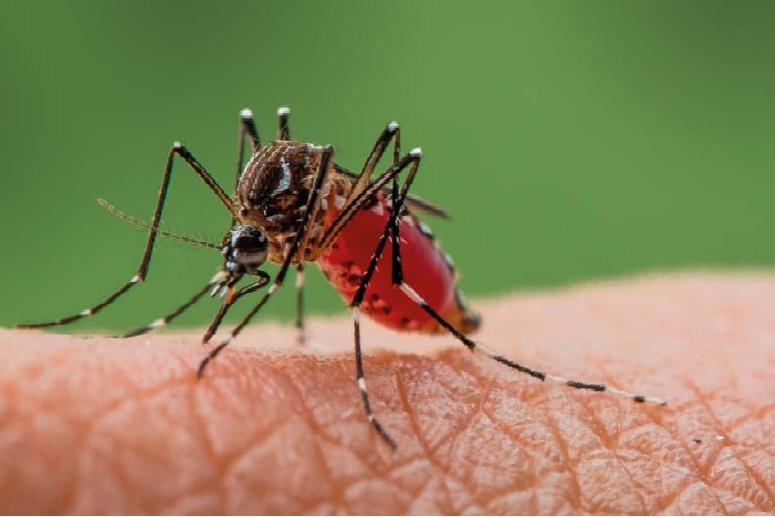 Israel reports 3 new fatalities from West Nile fever, total at 36