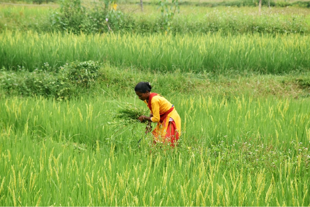 Union Budget: Time to further modernise agri sector with corporate investments