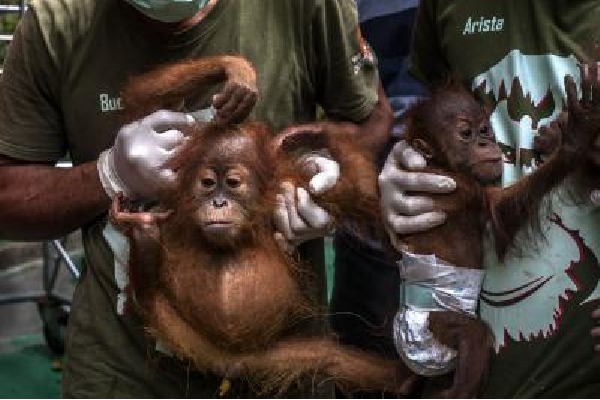 Indonesia's nature reserve welcomes new baby orangutan