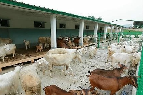 Russia sends hundreds of goats to North Korea amid deepening bilateral ties