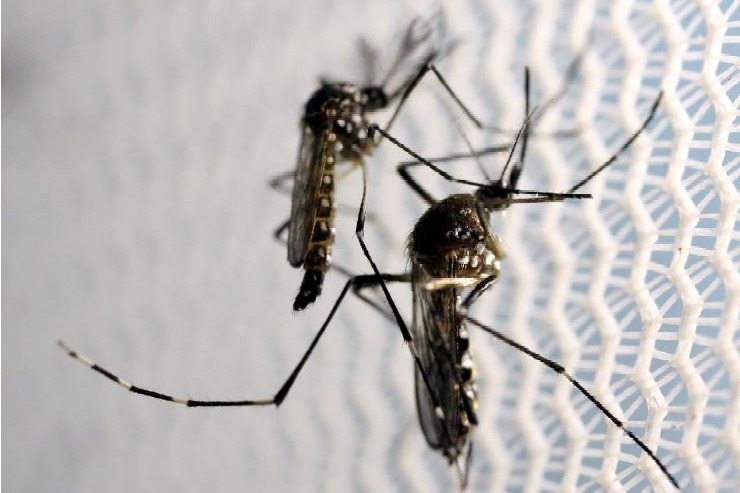 India begins Phase 3 clinical trial with 1st indigenous dengue vaccine