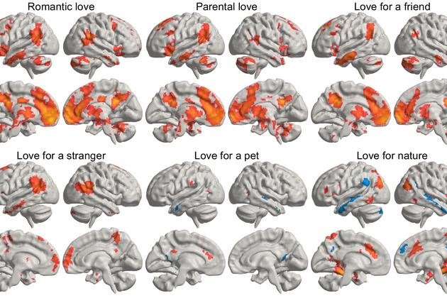 Scientists reveals how love lights up different parts of human brain