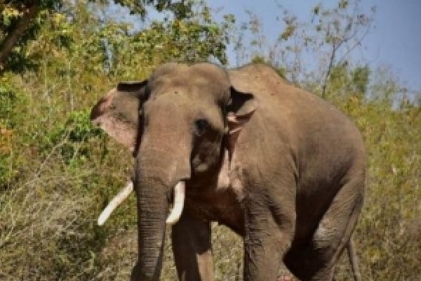 Man trampled to death by wild elephants in Andhra