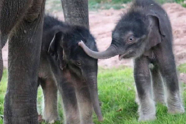 Rare twin elephants born in Myanmar