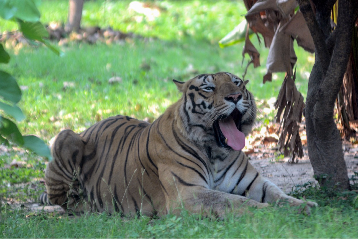 Woman hospitalised after tiger attack at theme park in Australia