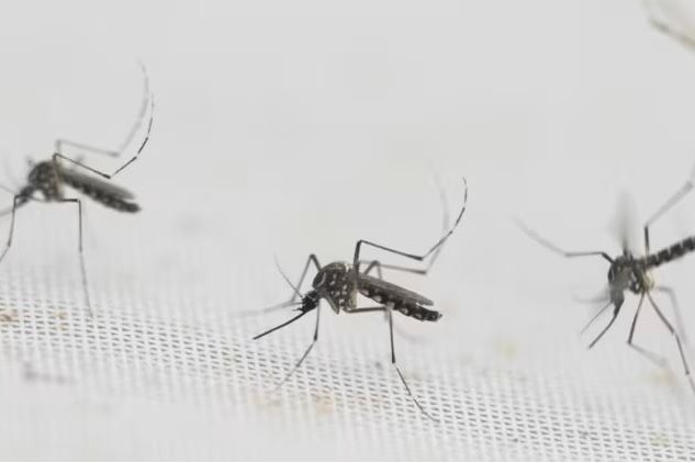 Bangladesh's dengue death toll nears 100