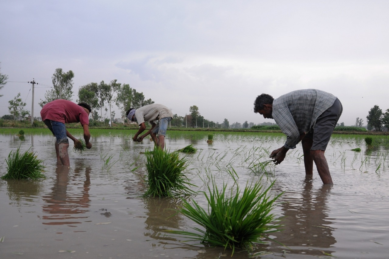 Kharif crop sowing exceeds 1,104 lakh hectares: Centre